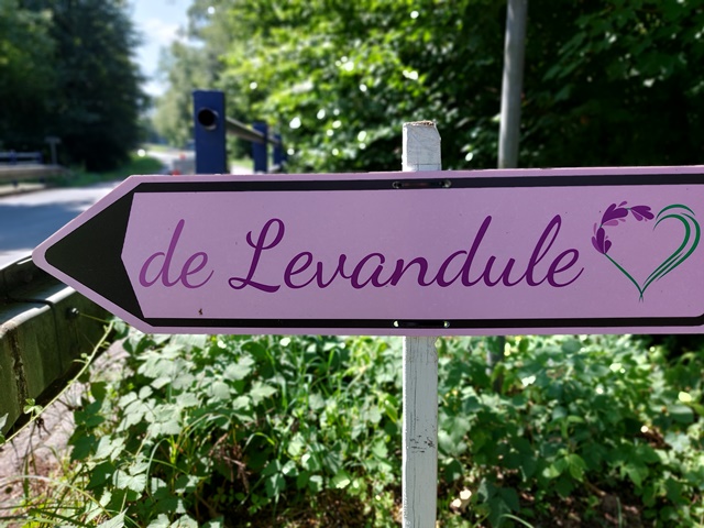 levandule1